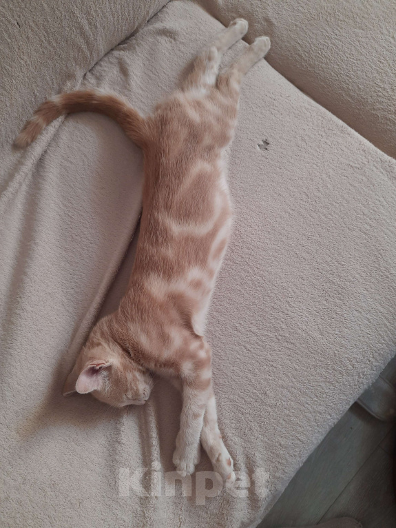 Кошки в Севастополе: Котенок в добрые руки Мальчик, Бесплатно - фото 3