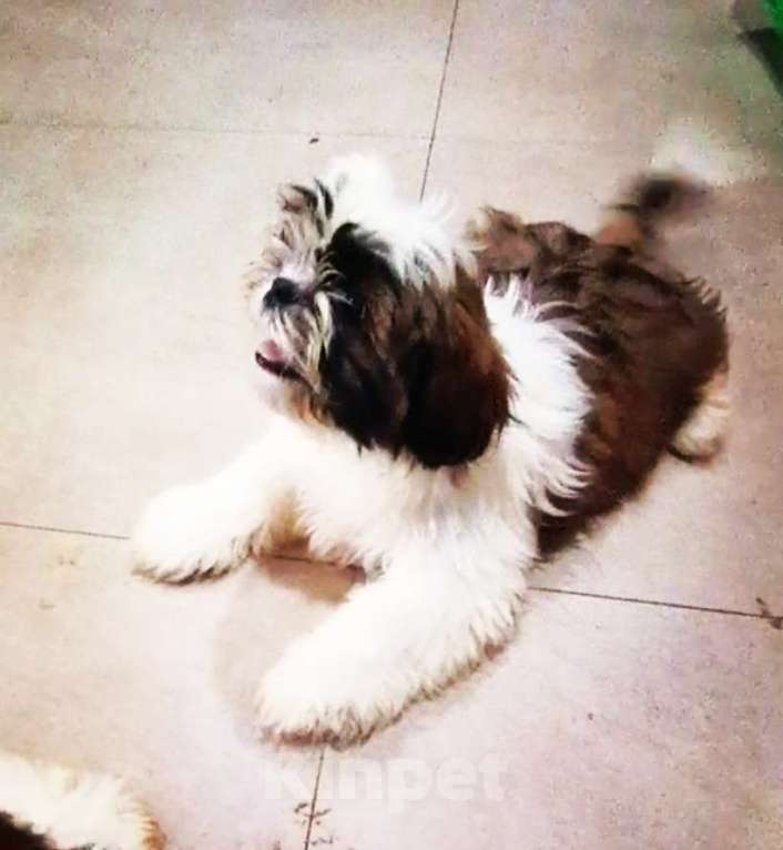 Собаки в Саратове: Ши-тцу  Мальчик, 30 000 руб. - фото 2