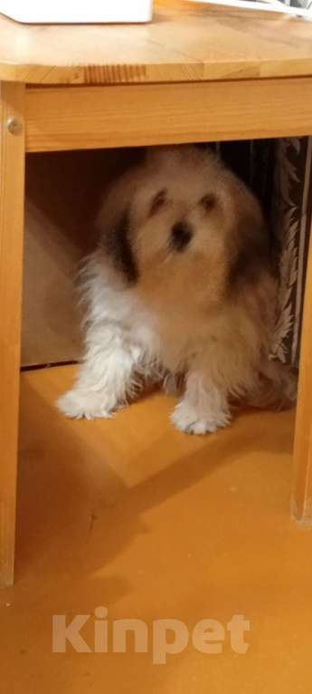 Собаки в Самаре: Продам Мальчик, 80 000 руб. - фото 5