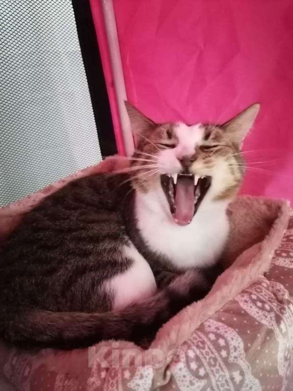 Кошки в Москве: Озорник и попрыгушечка Риш Мальчик, Бесплатно - фото 3