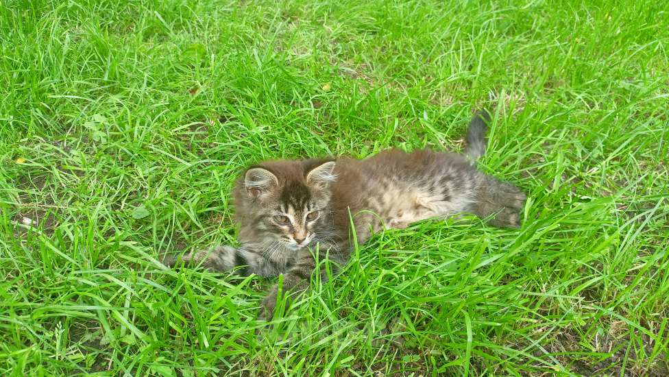 Кошки в Климовске: Ласковый маленький котенок ищет дом Девочка, 2 руб. - фото 1