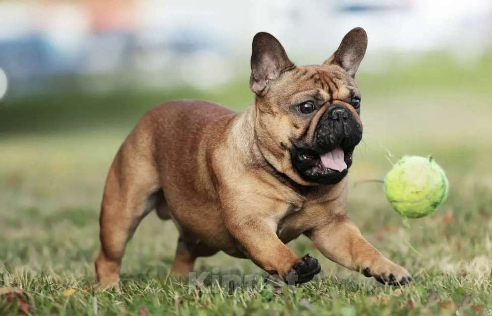 Собаки в Москве: Французская булочка Мальчик, 50 000 руб. - фото 6