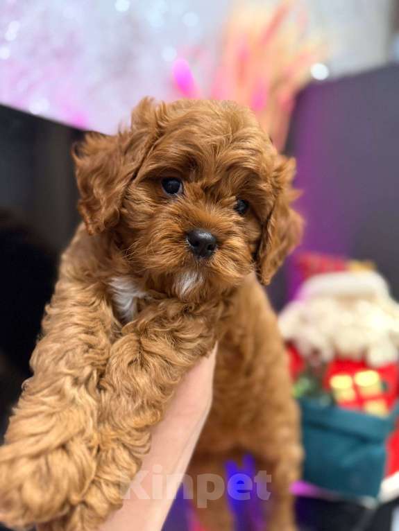 Собаки в Москве: Кавапу f1 мальчик Мальчик, 85 000 руб. - фото 5