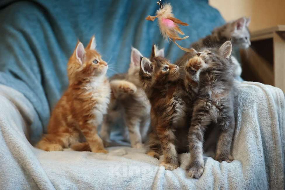 Кошки в Москве: Котенок мейн-кун Мальчик, 70 000 руб. - фото 7