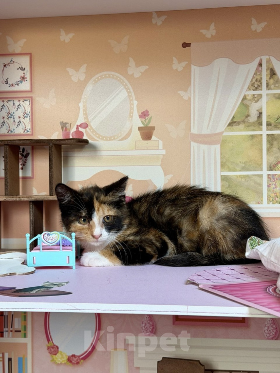 Кошки в Москве: Котенок Алиса ищет дом Девочка, Бесплатно - фото 6