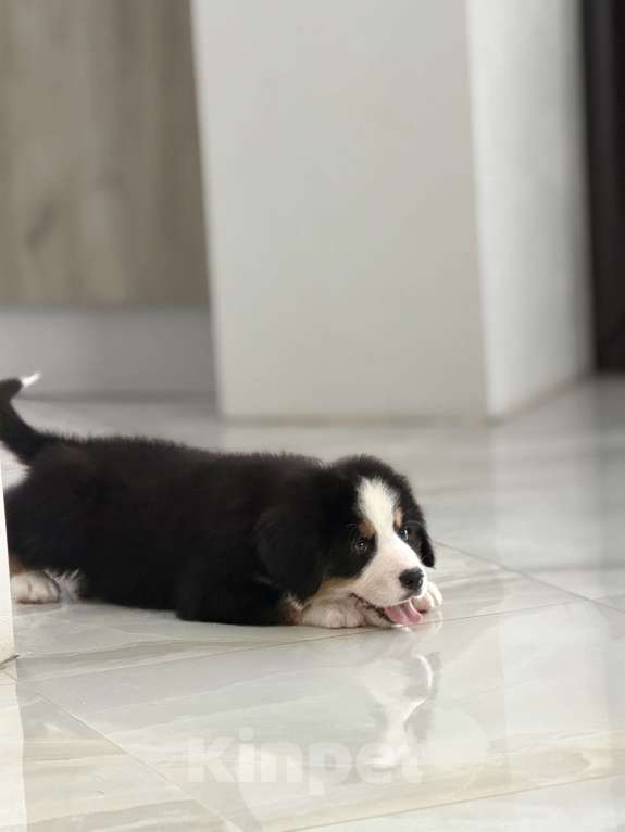 Собаки в других городах Саратовской области: Продажа щенков Бернского Зенненхунда Мальчик, Бесплатно - фото 4