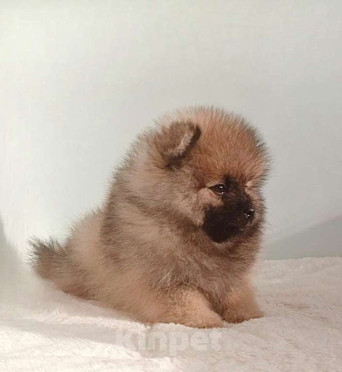 Собаки в Москве: Померанский шпиц,девочка Девочка, 25 000 руб. - фото 7