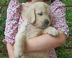 Собаки в Краснодаре: Золотистый ретривер щенок  Мальчик, 50 000 руб. - фото 4
