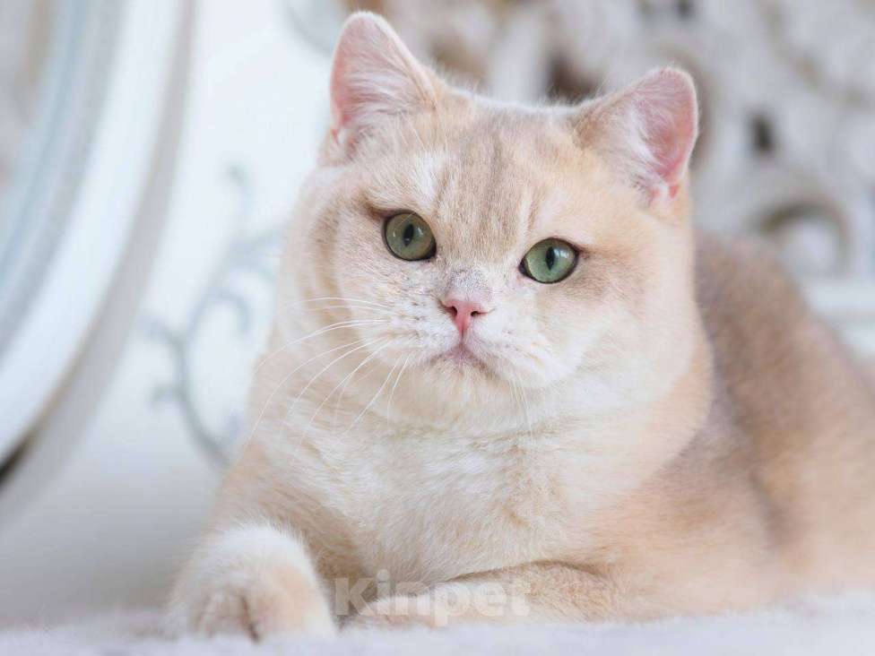 Кошки в Москве: Британский котенок Гром Мальчик, 100 000 руб. - фото 4