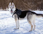 Собаки в Солнечногорске: Активный, добрый и очень ласковый пёс с приюта Мальчик, Бесплатно - фото 4