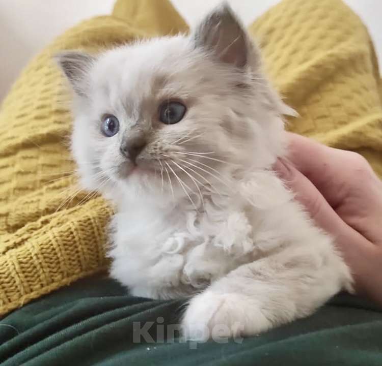 Кошки в Москве: Рэгдолл малышки Девочка, 38 000 руб. - фото 2