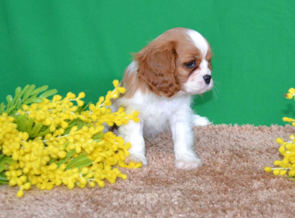 Собаки в Ореховом-Зуево: Леди Девочка, Бесплатно - фото 2