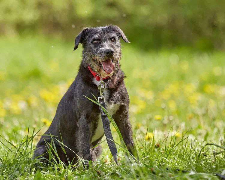 Собаки в Москве: Самый спокойный песель для квартиры Мальчик, Бесплатно - фото 4