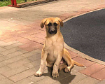Собаки в Раменском: Джек  Мальчик, Бесплатно - фото 3