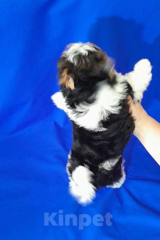 Собаки в Москве: Мальчик среднего формата Мальчик, 40 000 руб. - фото 4