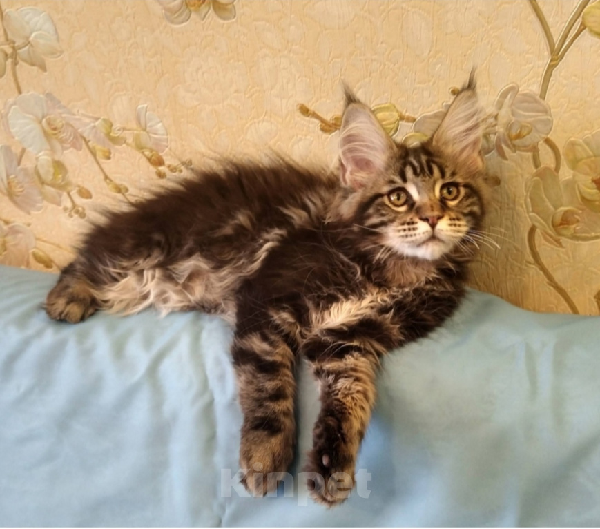 Кошки в Москве: Мейн кун котята Девочка, 15 000 руб. - фото 2