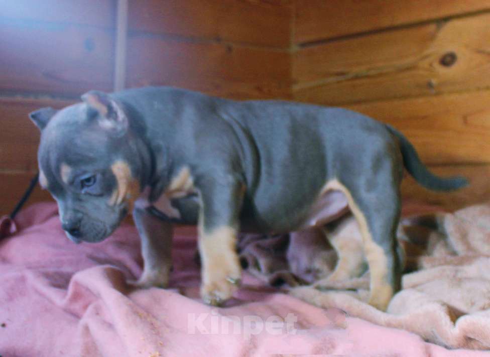 Собаки в Москве: Девочка-булли Девочка, 90 000 руб. - фото 4