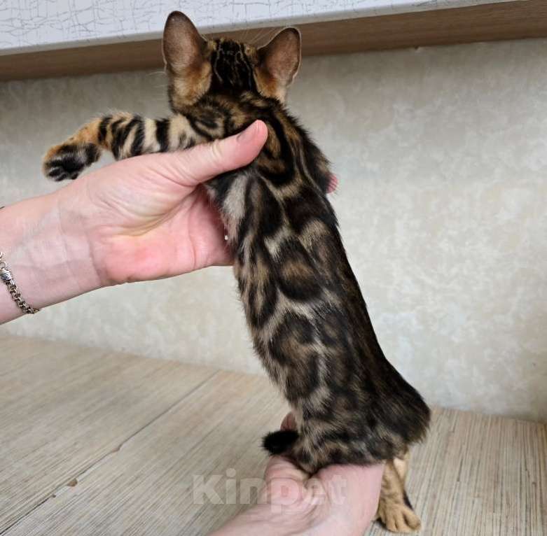 Кошки в Москве: Клубные бенгальские котята Мальчик, 60 000 руб. - фото 2