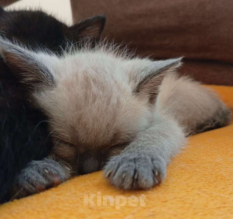 Кошки в других городах Московской области: Малышку в добрые руки Девочка, Бесплатно - фото 2