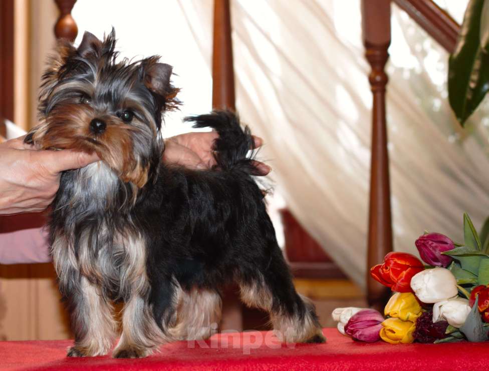 Собаки в Пушкино: Малышок - крепышок Мальчик, Бесплатно - фото 3