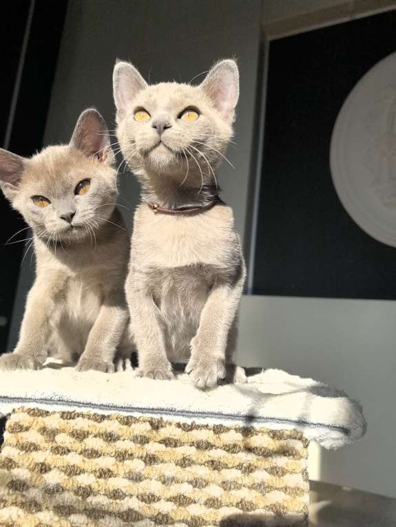 Кошки в Брянске: Котята европейской бурмы Девочка, 38 000 руб. - фото 4