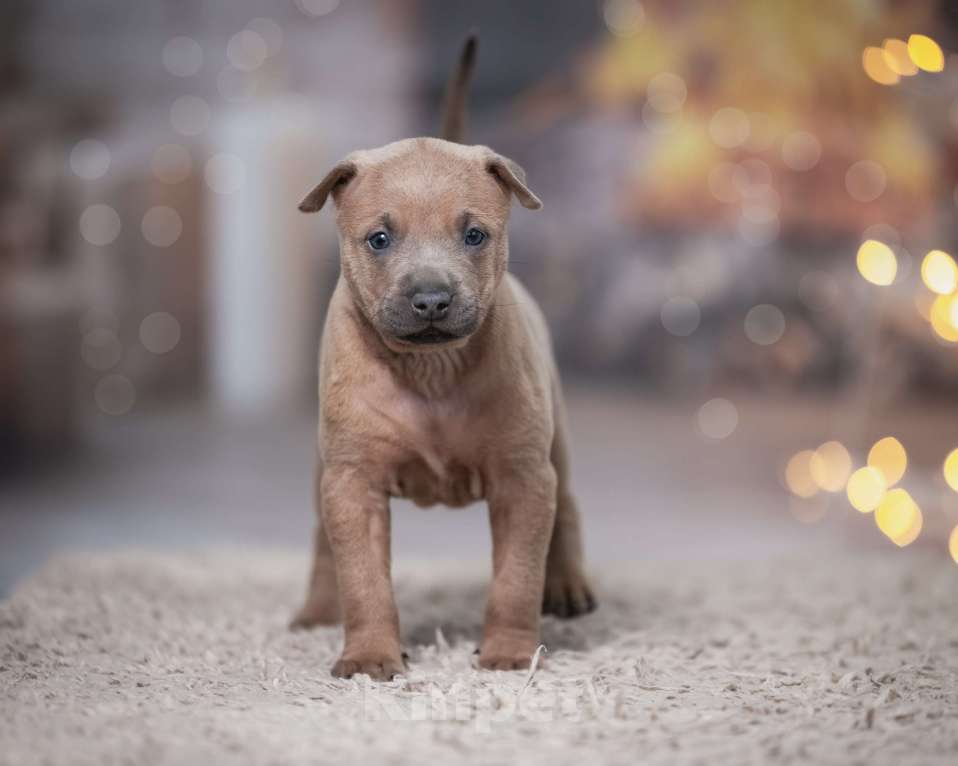 Собаки в Колпино: Щенок тайский риджбек Мальчик, 80 000 руб. - фото 5