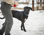 Собаки в Москве: Кира в добрые руки Девочка, Бесплатно - фото 5