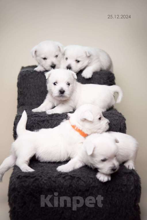 Собаки в других городах Мурманской области: Щенки Вест-хайленд-уайт-терьера Девочка, 75 000 руб. - фото 7