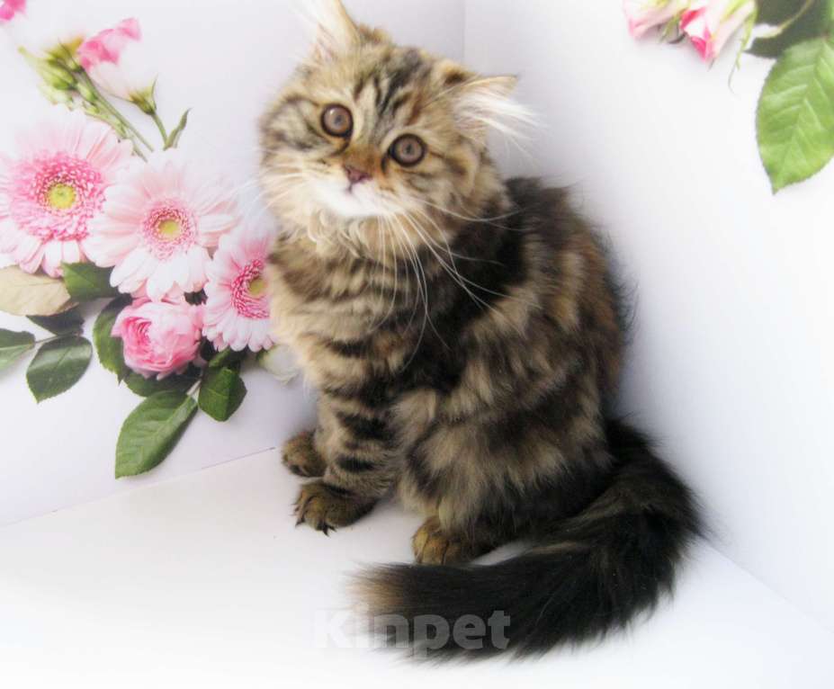 Кошки в Ставрополе: Шотландские красавчики Мальчик, 10 000 руб. - фото 7