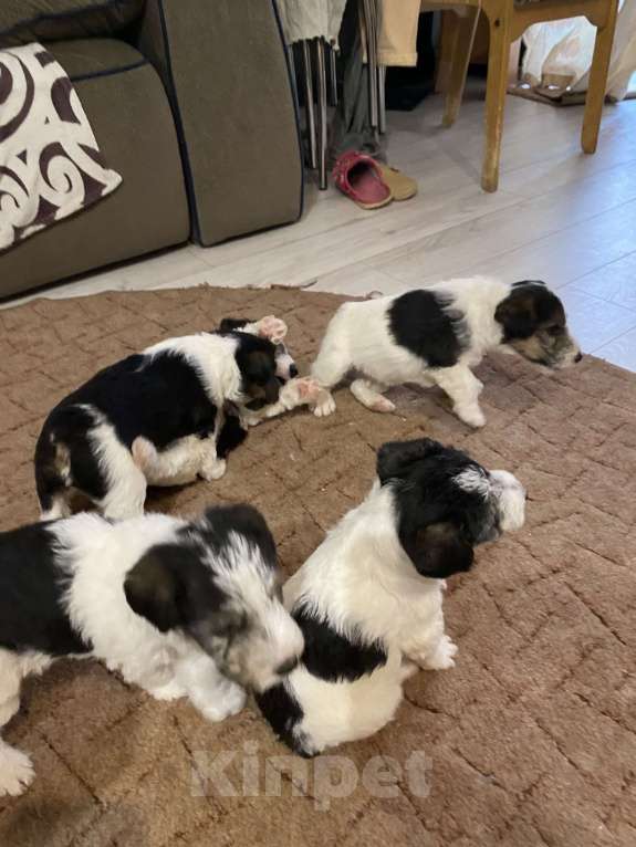 Собаки в Белорецке: Щенки жесткошерстного фокстерьера Мальчик, 6 000 руб. - фото 2