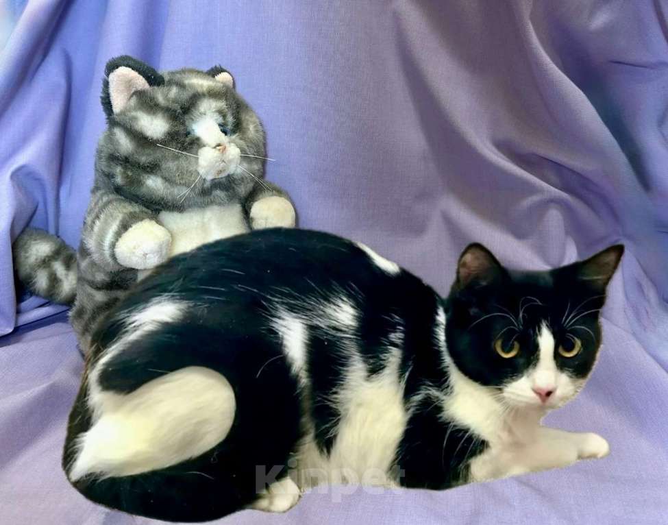 Кошки в Санкт-Петербурге: Кошечка Подросток Клёпа Девочка, Бесплатно - фото 2