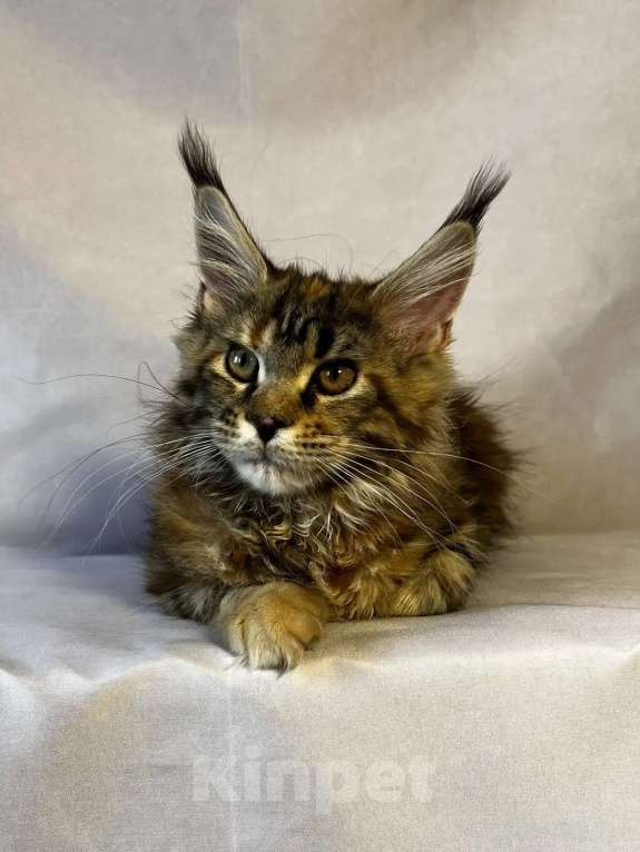 Кошки в Москве: Мейн-кун котята Девочка, 35 000 руб. - фото 1