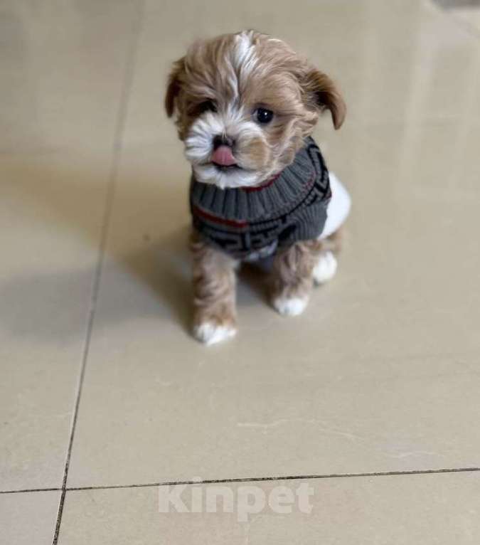 Собаки в Мытищах: Мальтипу щенки Девочка, Бесплатно - фото 8