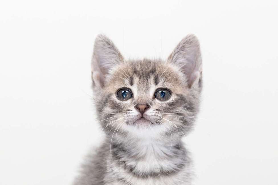 Кошки в Москве: Кукуруза Девочка, Бесплатно - фото 2