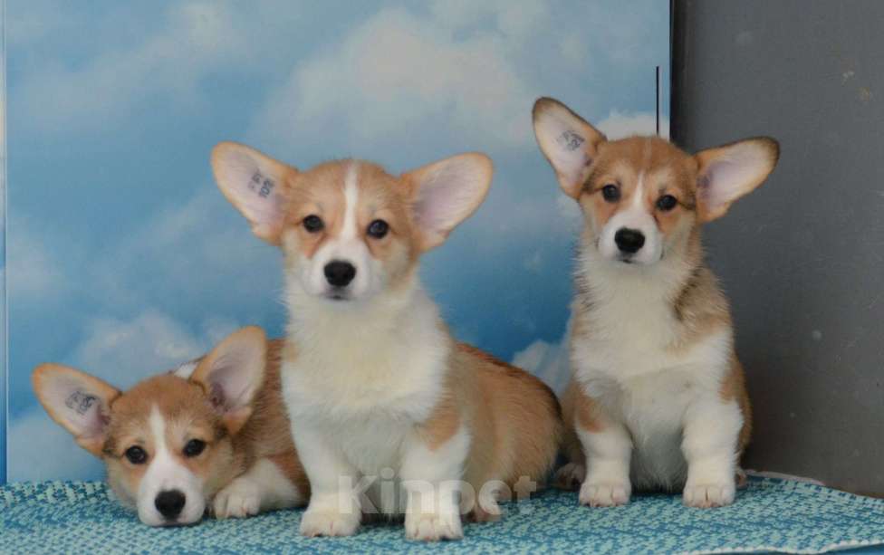 Собаки в Ногинске: Вельш корги пемброк Девочка, 35 000 руб. - фото 1