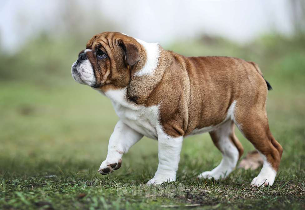 Собаки в Обнинске: Щенки английского бульдога Девочка, 80 000 руб. - фото 4