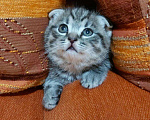 Кошки в Кулебаках: Котятки, 6 000 руб. - фото 1