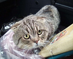 Кошки в Арзамасе: золотой табби кот, 1 500 руб. - фото 1