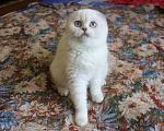 Кошки в Нытве: Вислоухая девочка Девочка, 20 000 руб. - фото 2