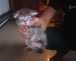 Кошки в Ачинске: Вислоухих котят, 500 руб. - фото 2