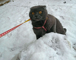 Кошки в Добрянке: Котята шотландские в ЦКК, 2 500 руб. - фото 6
