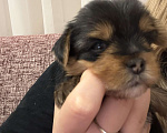 Собаки в Краснодаре: Щенок йоркширского терьера ,мини , бейби фейс Девочка, 25 000 руб. - фото 2