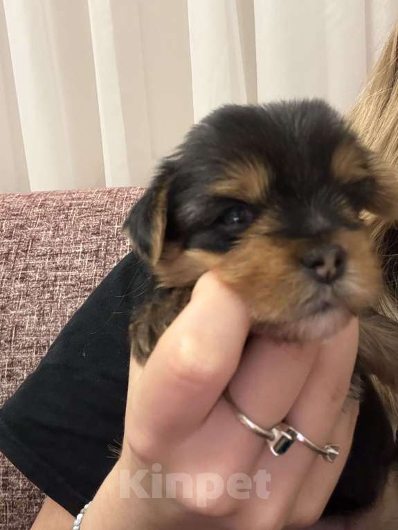 Собаки в Краснодаре: Щенок йоркширского терьера ,мини , бейби фейс Девочка, 25 000 руб. - фото 2