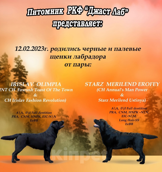 Собаки в Санкт-Петербурге: Щенки лабрадора. Профессиональный питомник РКФ. Мальчик, 60 000 руб. - фото 1