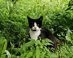 Кошки в Калуге: Котенок Мальчик, Бесплатно - фото 3