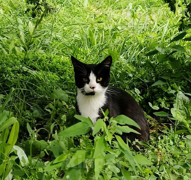 Кошки в Калуге: Котенок Мальчик, Бесплатно - фото 3