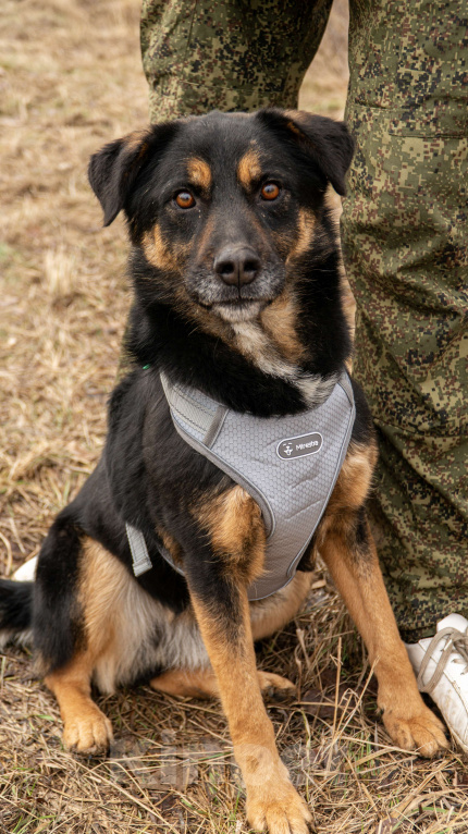 Собаки в Москве: Люк Мальчик, Бесплатно - фото 1