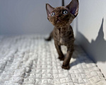 Кошки в Москве: Котята Девон-Рекс Девочка, 120 000 руб. - фото 4
