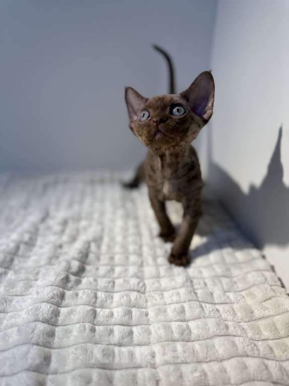 Кошки в Москве: Котята Девон-Рекс Девочка, 120 000 руб. - фото 4