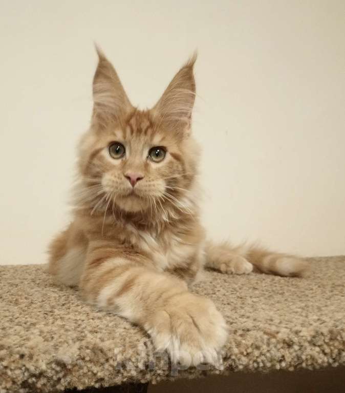 Кошки в Владимире: Мейн-кун , котик Мальчик, 60 000 руб. - фото 1